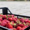 Fragole per marmellata - immagine 2