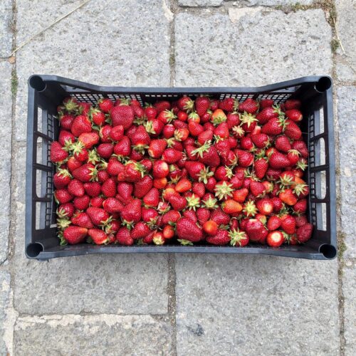 Fragole per marmellata