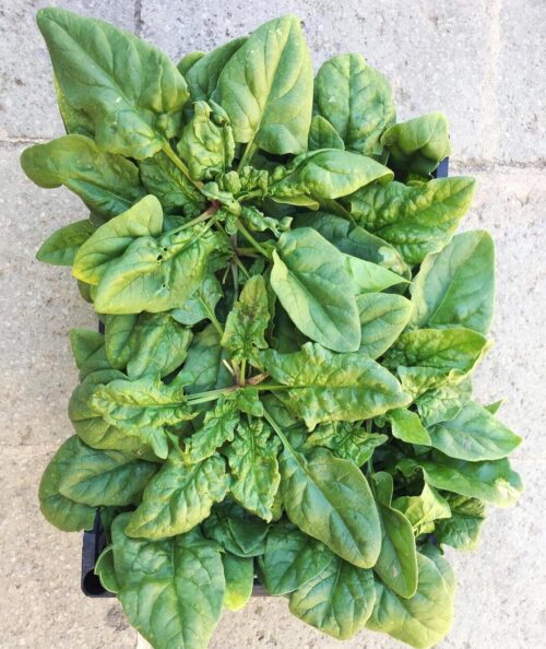 Cassettina di spinaci BIO