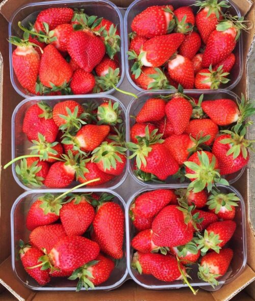 Cassettina di fragole BIO