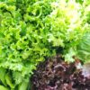 Cassettina insalatona - immagine 2