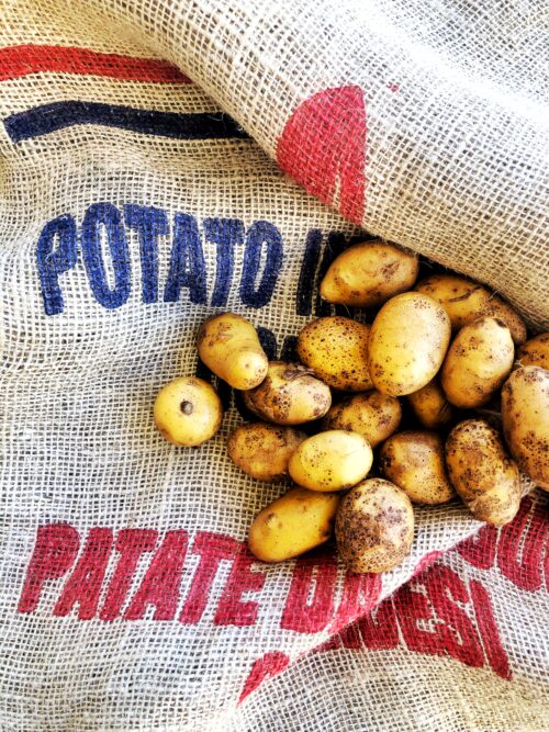 Patate Bio