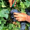 Turchetta IGT  - Rosso Veneto - versione ferma - 6 bottiglie - immagine 3