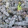 Turchetta IGT  - Rosso Veneto - versione ferma - immagine 3