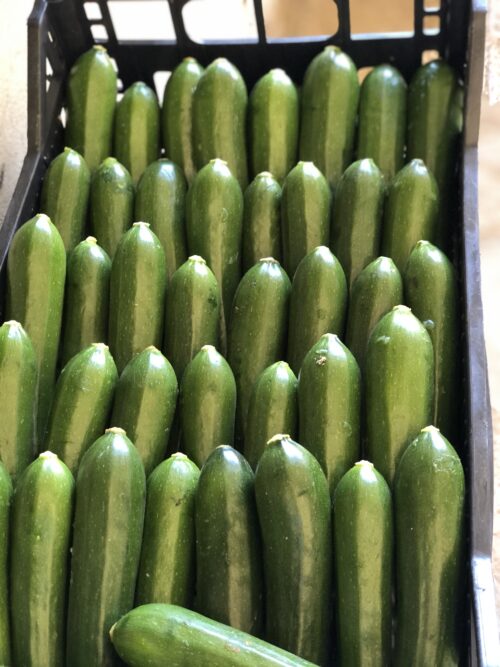 Cassetta zucchine biologiche
