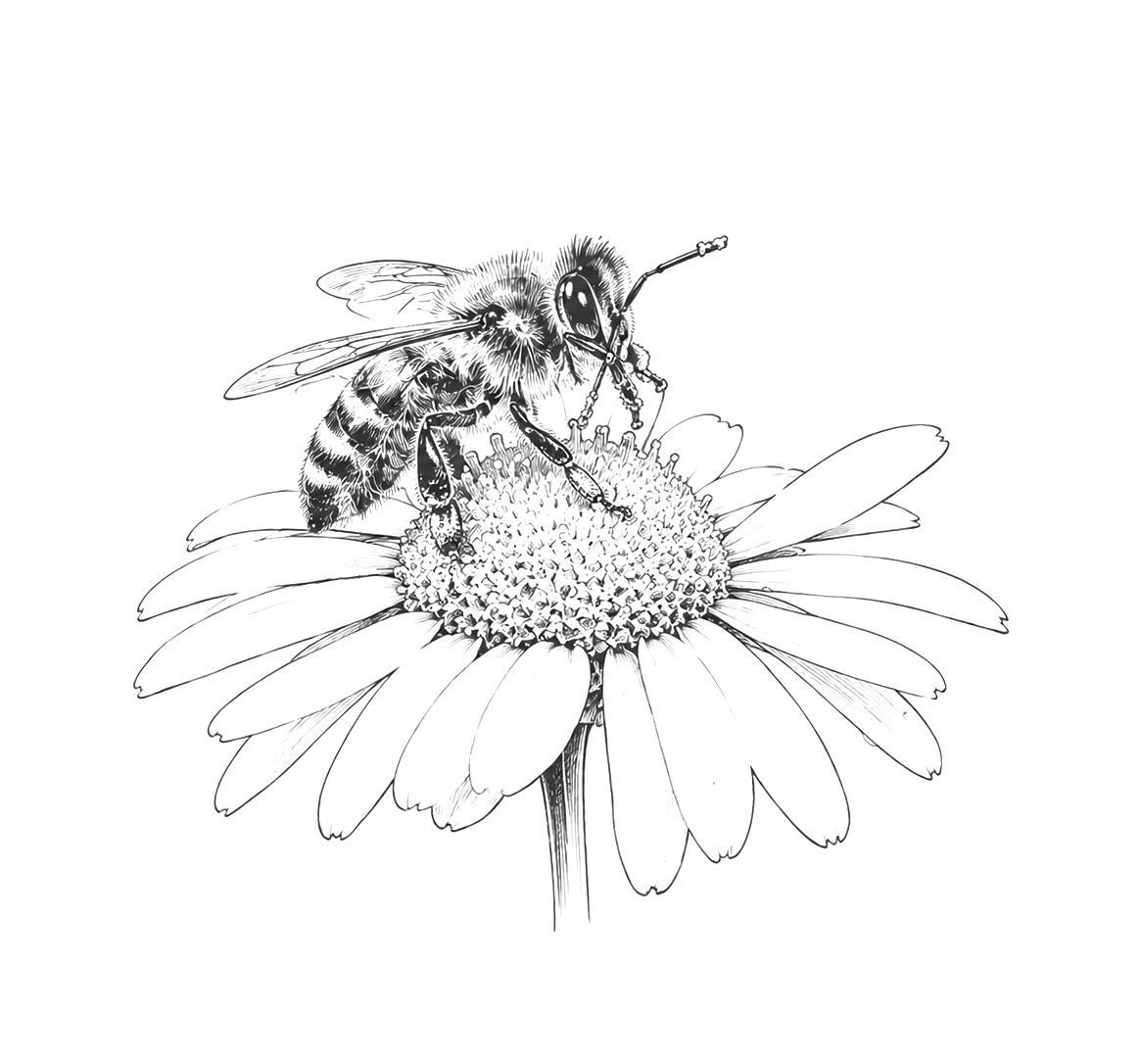 illustrazione-ape-fiore_ok