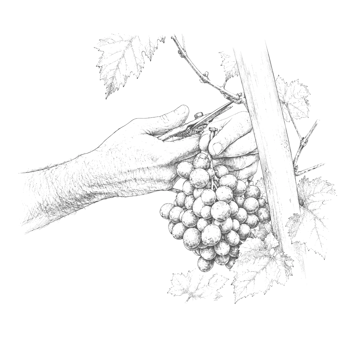 illustrazione-raccolta-uva_ok