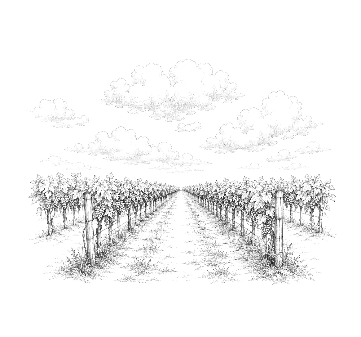 illustrazione-vigne_ok